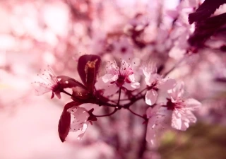 Frühlingsshooting mit Kerstin und Victoria