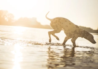 Chill Out with Mina und Roman