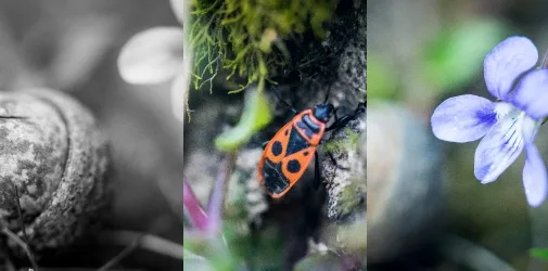 /photographer/michael-hofrichter-46/nature/2015/fruehlingsmakros